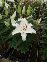 [5291 Iceclear No01.JPG]